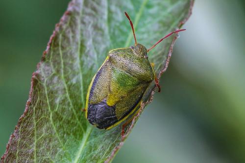 Réf. 293 274 : Piezodorus lituratus